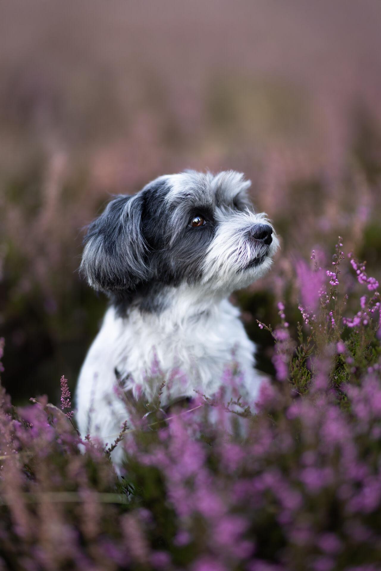Hundefotograf – Vierbeiner in freier Natur