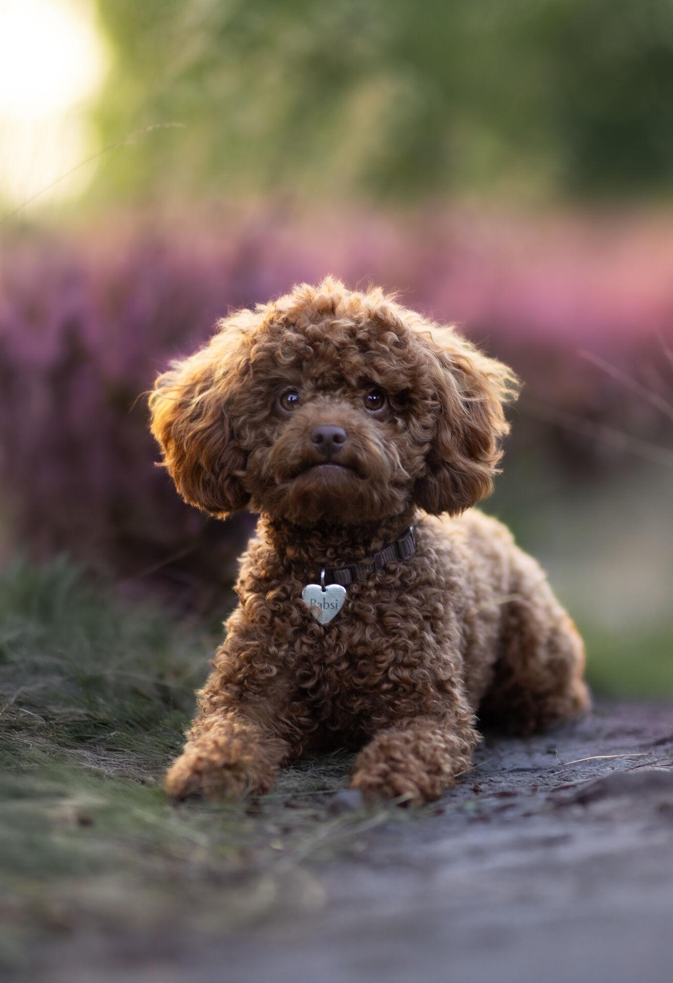 Tierfotografie – Hund tobt durch die Wiese