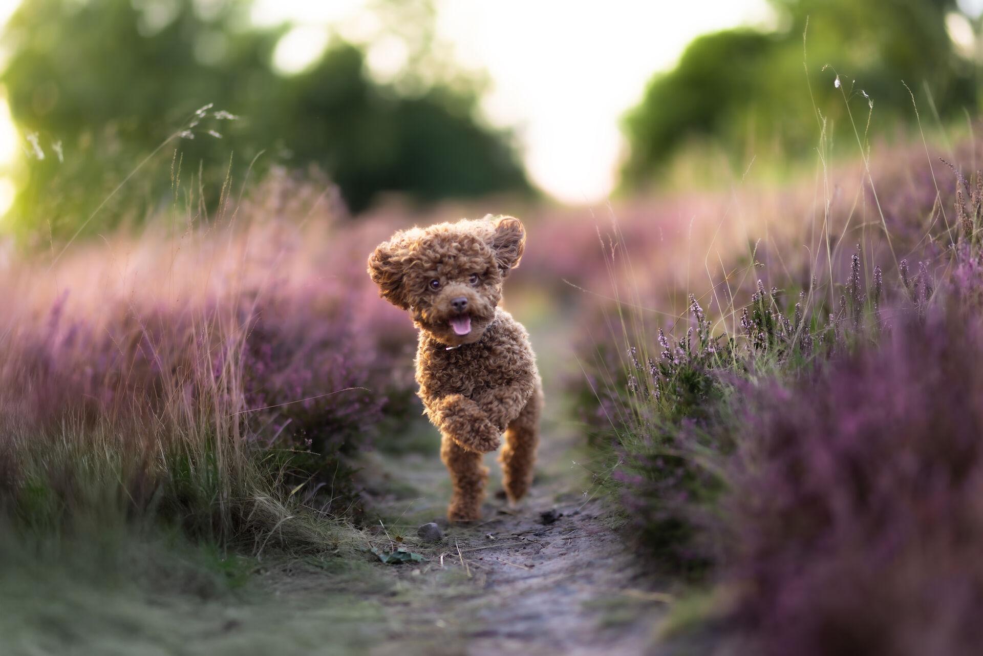 Hundefotografie – Treuer Blick des Hundes