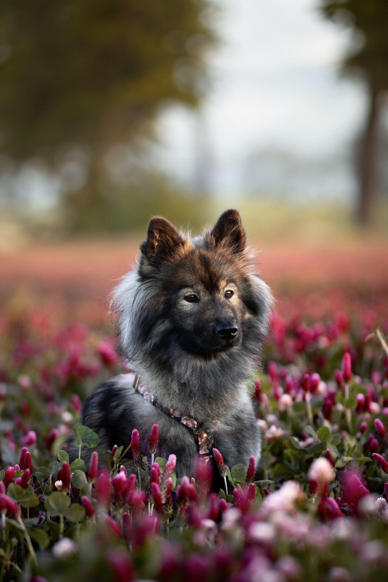 TIERE