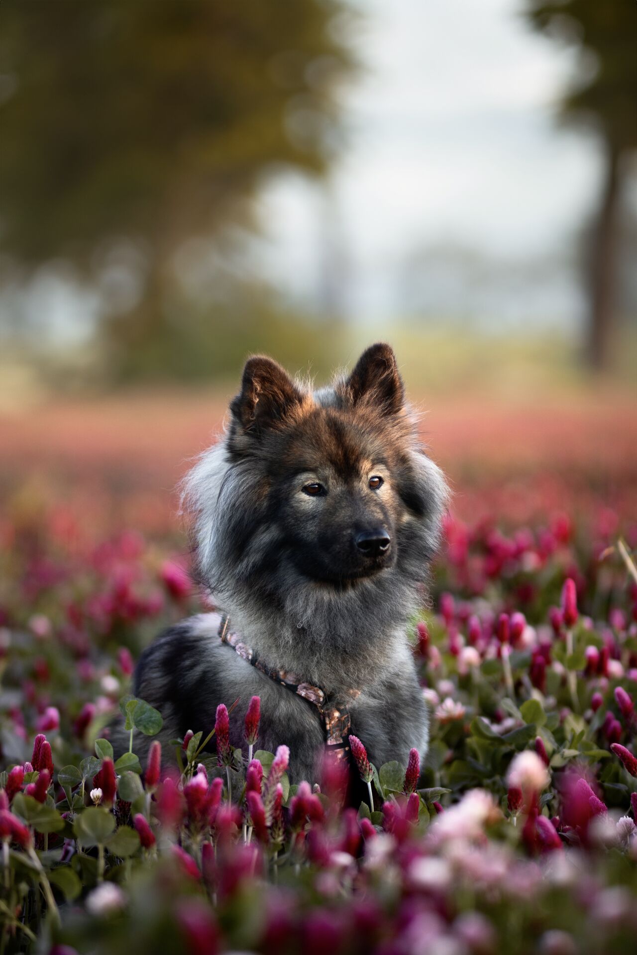 TIERE